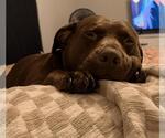 Small American Pit Bull Terrier-Labrador Retriever Mix