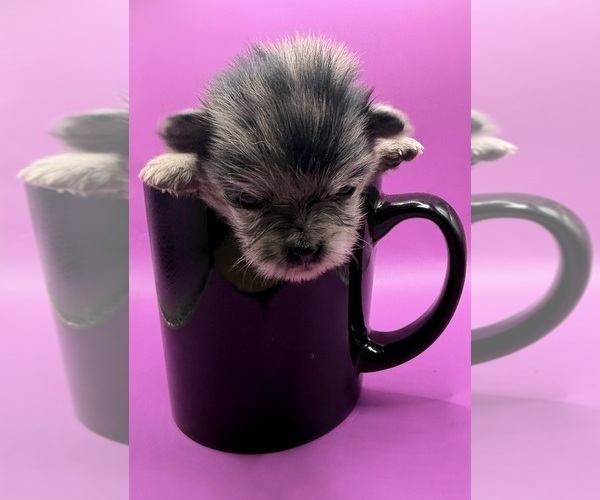 Medium Photo #1 Pomeranian Puppy For Sale in PORTLAND, ME, USA