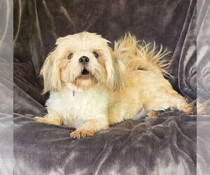 Lhasa Apso Dogs for adoption in Albuquerque, NM, USA