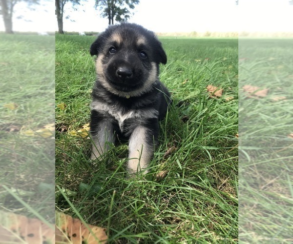 Medium Photo #24 German Shepherd Dog Puppy For Sale in APLINGTON, IA, USA