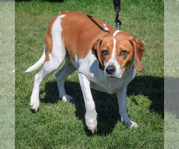 Medium Photo #3 Labbe Puppy For Sale in Huntley, IL, USA