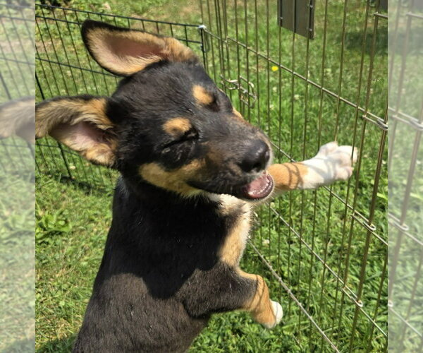 Medium Photo #3 German Shepherd Dog-Unknown Mix Puppy For Sale in Minneapolis, MN, USA