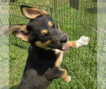 Small #2 German Shepherd Dog Mix