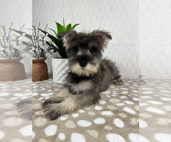 Medium Photo #6 Schnauzer (Miniature) Puppy For Sale in INDIANAPOLIS, IN, USA