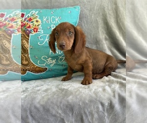 Dachshund Puppy for sale in STELLA, MO, USA
