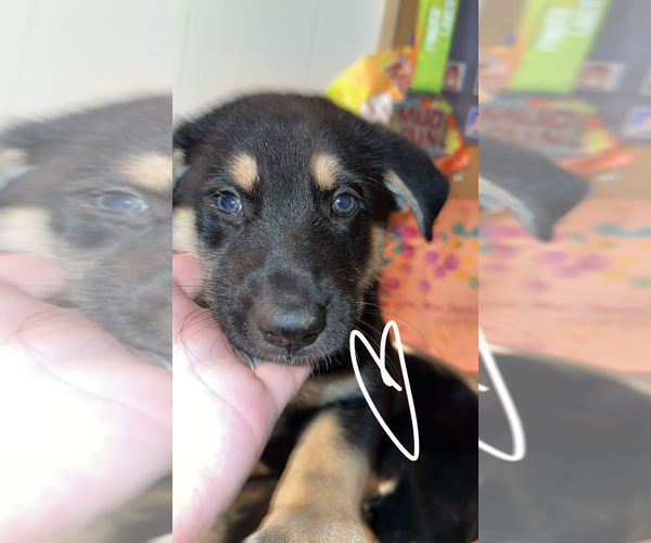 Medium Photo #3 German Shepherd Dog-Siberian Husky Mix Puppy For Sale in CLYDE, NY, USA