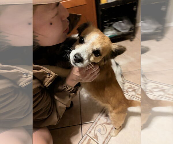 Medium Photo #6 Chihuahua-Unknown Mix Puppy For Sale in Chandler, AZ, USA