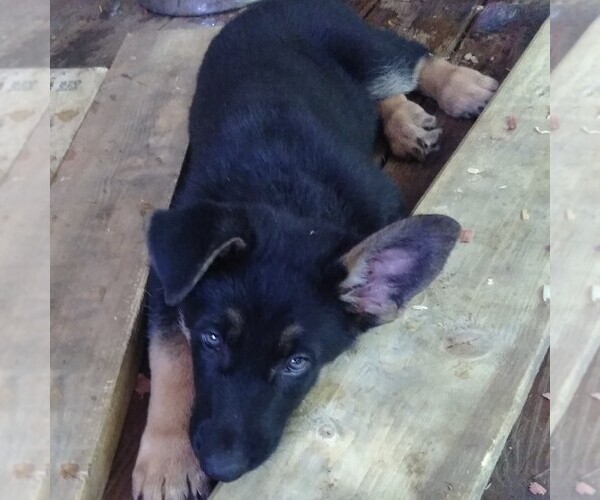 Medium Photo #4 German Shepherd Dog Puppy For Sale in RICHMOND, KY, USA