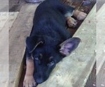 Small Photo #4 German Shepherd Dog Puppy For Sale in RICHMOND, KY, USA