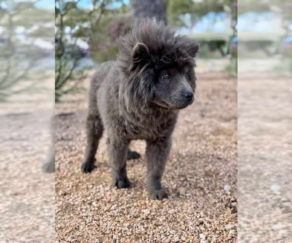 Medium Photo #4 Chow Chow Puppy For Sale in PIPE CREEK, TX, USA