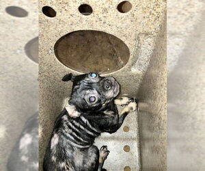 Mutt Dogs for adoption in Stockton, CA, USA