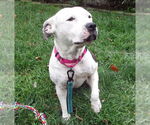 Small #3 American Pit Bull Terrier Mix