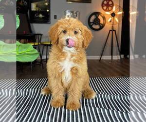 Goldendoodle (Miniature) Puppy for sale in FRANKLIN, IN, USA