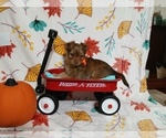 Small #1 Yorkshire Terrier