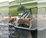 Small #8 Pembroke Welsh Corgi