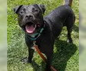 American Pit Bull Terrier-American Staffordshire Terrier Mix Dogs for adoption in Bristol, CT, USA