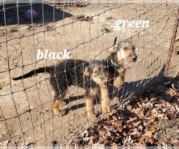 Medium Photo #7 Airedale Terrier Puppy For Sale in STEEDMAN, MO, USA