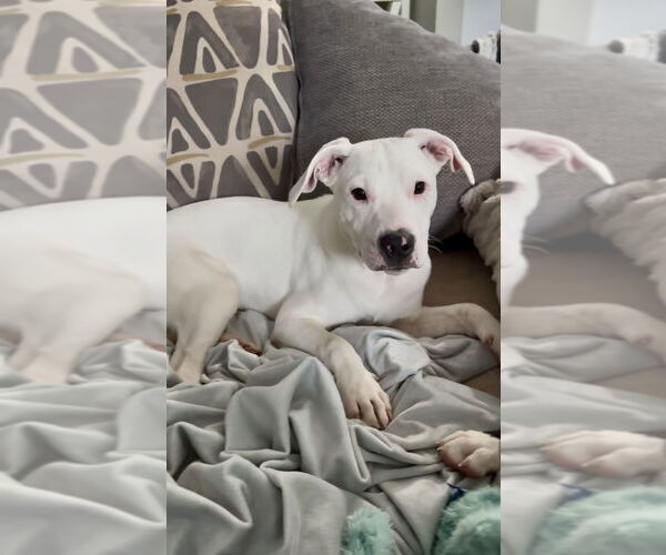 Medium Photo #4 American Pit Bull Terrier-Unknown Mix Puppy For Sale in Mooresville, NC, USA
