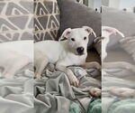 Small #3 American Pit Bull Terrier Mix