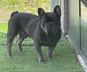 Father of the French Bulldog puppies born on 04/08/2025