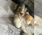 Small #2 Australian Shepherd