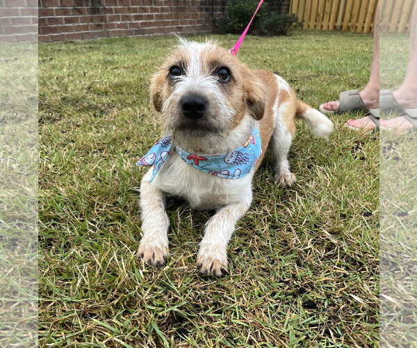 Medium Photo #4 Brittany-Unknown Mix Puppy For Sale in Mobile, AL, USA