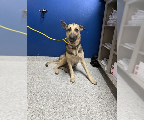 Medium Photo #1 German Shepherd Dog-Unknown Mix Puppy For Sale in Pasadena, TX, USA