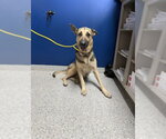 Small German Shepherd Dog Mix