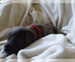 Small Photo #6 Cane Corso Puppy For Sale in SAN ANTONIO, TX, USA