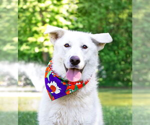 Labrenees Dogs for adoption in Unionville, PA, USA