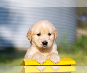 Golden Retriever Puppy for sale in JONES, MI, USA