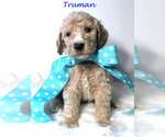 Small Photo #8 Goldendoodle Puppy For Sale in DEMOPOLIS, AL, USA