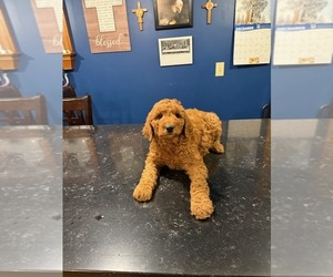 Goldendoodle Puppy for sale in SCANDIA, MN, USA