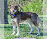 Small #1 Siberian Husky Mix