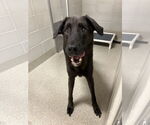 Small #5 Labrador Retriever