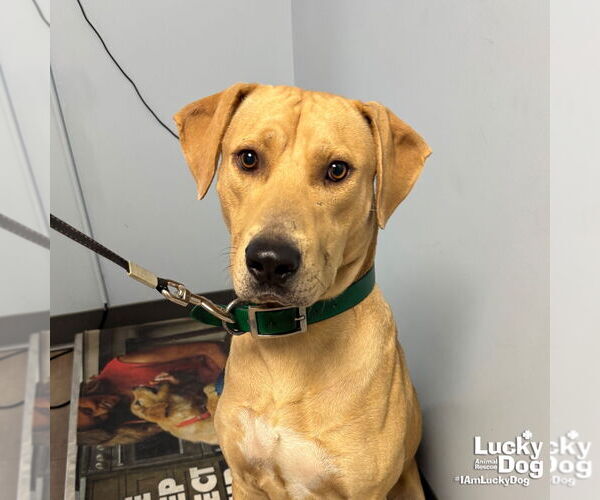 Medium Photo #2 Labrador Retriever-Retriever  Mix Puppy For Sale in Washington, DC, USA