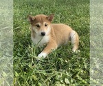 Small #6 Shiba Inu