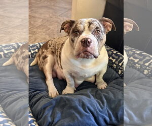 Poppy - Female Bulldog Dog for Adoption - Photo #2