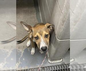 American Pit Bull Terrier-Unknown Mix Dogs for adoption in Stockton, CA, USA