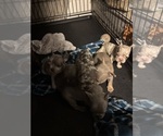 Small #2 French Bulldog