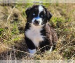 Small Photo #17 Miniature Australian Shepherd Puppy For Sale in PRAIRIE GROVE, AR, USA