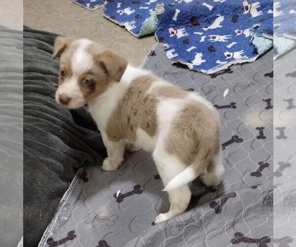 Medium Photo #2 Texas Heeler Puppy For Sale in LAURENS, SC, USA