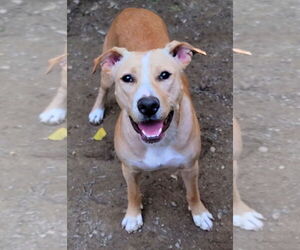 Layla Momma Dessin - Female Labrador Retriever-Unknown Mix Dog for Adoption - Photo #5