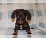 Small #10 Dachshund