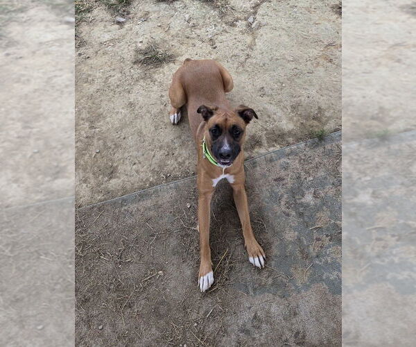 Medium Photo #6 Boxer-Unknown Mix Puppy For Sale in Evansville, IN, USA