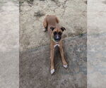 Small #5 Boxer Mix