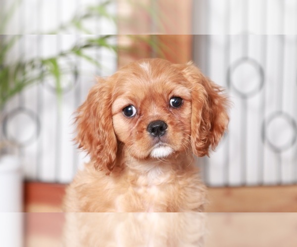 Medium Photo #4 Cavalier King Charles Spaniel Puppy For Sale in NAPLES, FL, USA