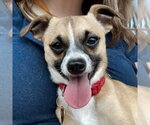 Small #1 Chihuahua Mix