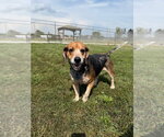 Small #3 Beagle Mix
