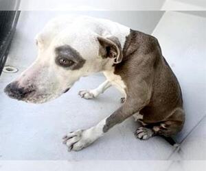 Mutt Dogs for adoption in Houston, TX, USA